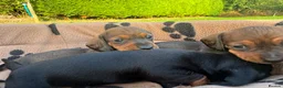 Miniature Dachshund dogs for sale: Miniature Dachshund Puppies - Advert 7