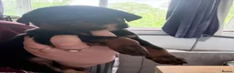 Rottweiler dogs for sale: 2 Rottweiler Puppies Left - 1 Boy 1 Girl  in Swadlincote - Advert 12
