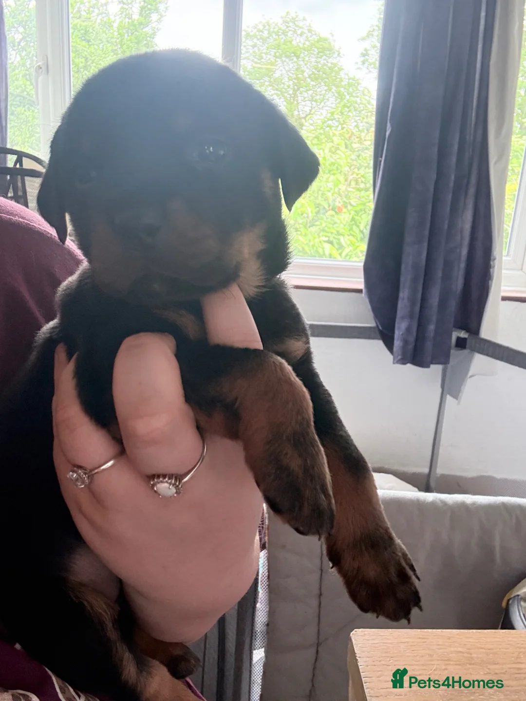 Rottweiler dogs for sale: 2 Rottweiler Puppies Left - 1 Boy 1 Girl  in Swadlincote - Advert 12