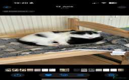 Mixed Breed cats for sale: Four beautiful kittens with lovely markings! - Image 10