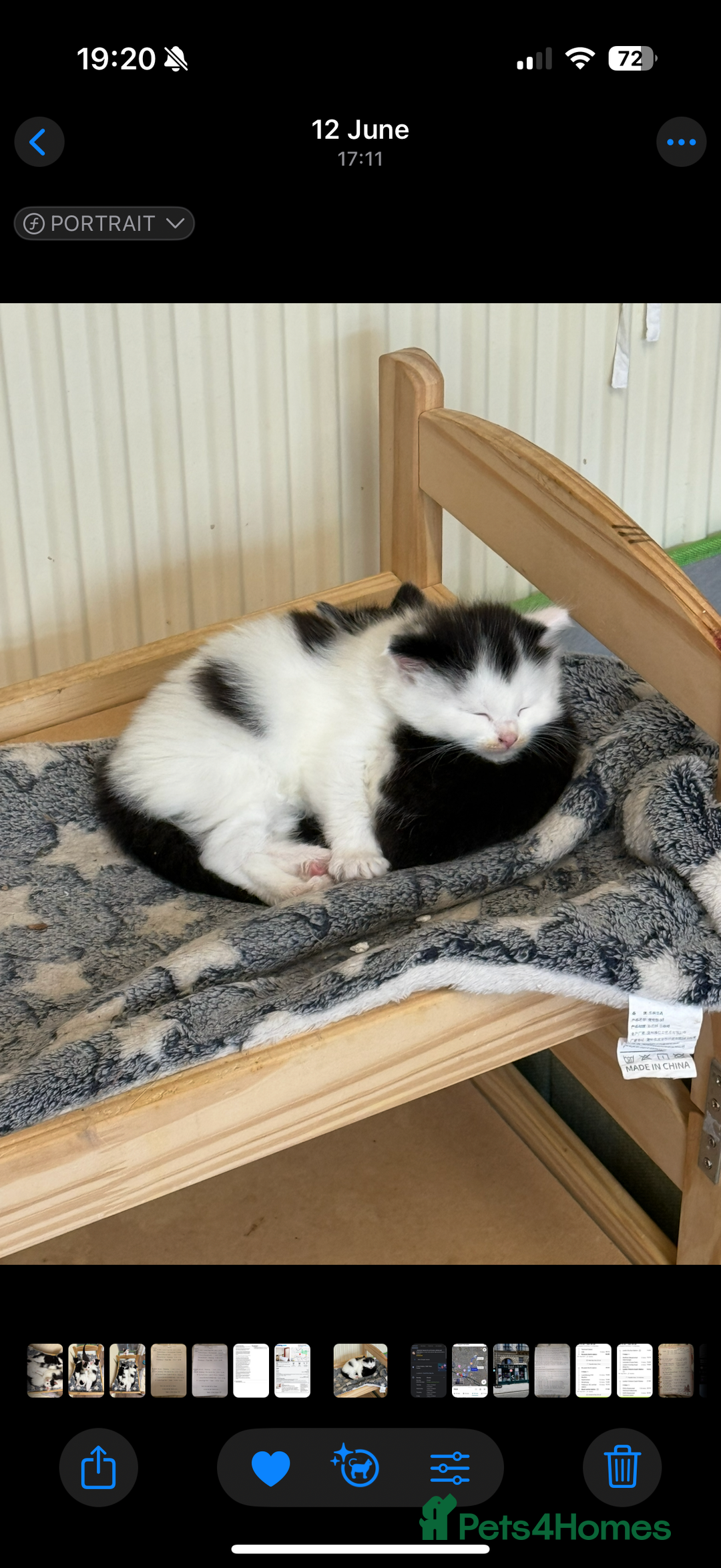 Mixed Breed cats for sale: Four beautiful kittens with lovely markings! - Image 10