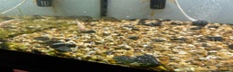 Other/Mixed Breed fish for sale: Fish tank and fish for sale - Advert 4
