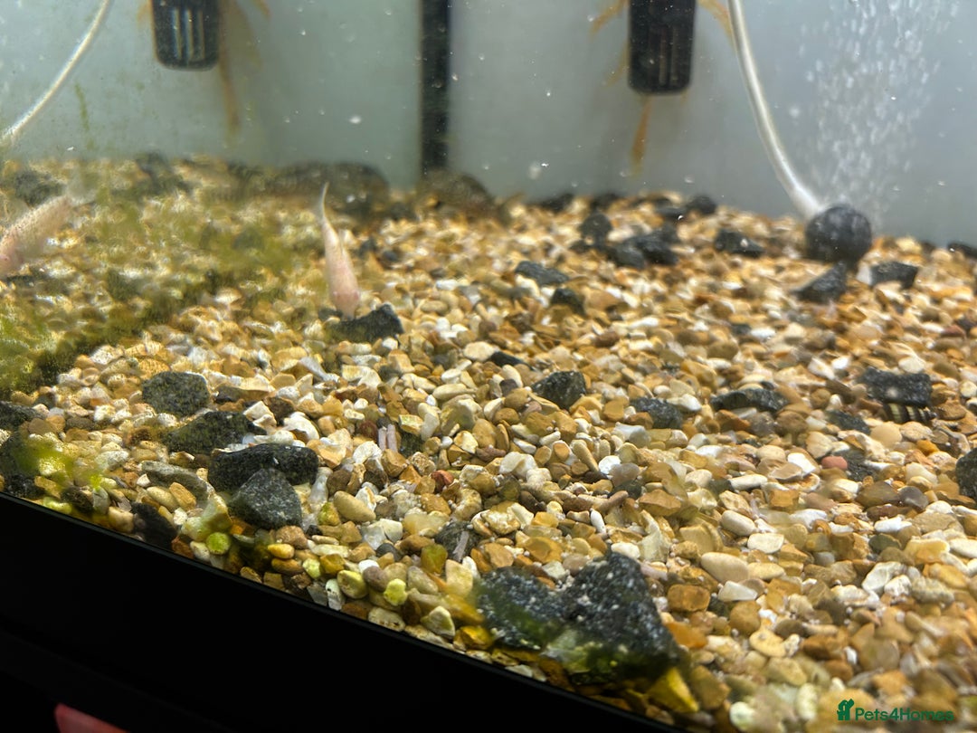 Other/Mixed Breed fish for sale: Fish tank and fish for sale - Advert 4