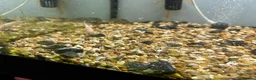 Other/Mixed Breed fish for sale: Fish tank and fish for sale - Advert 4