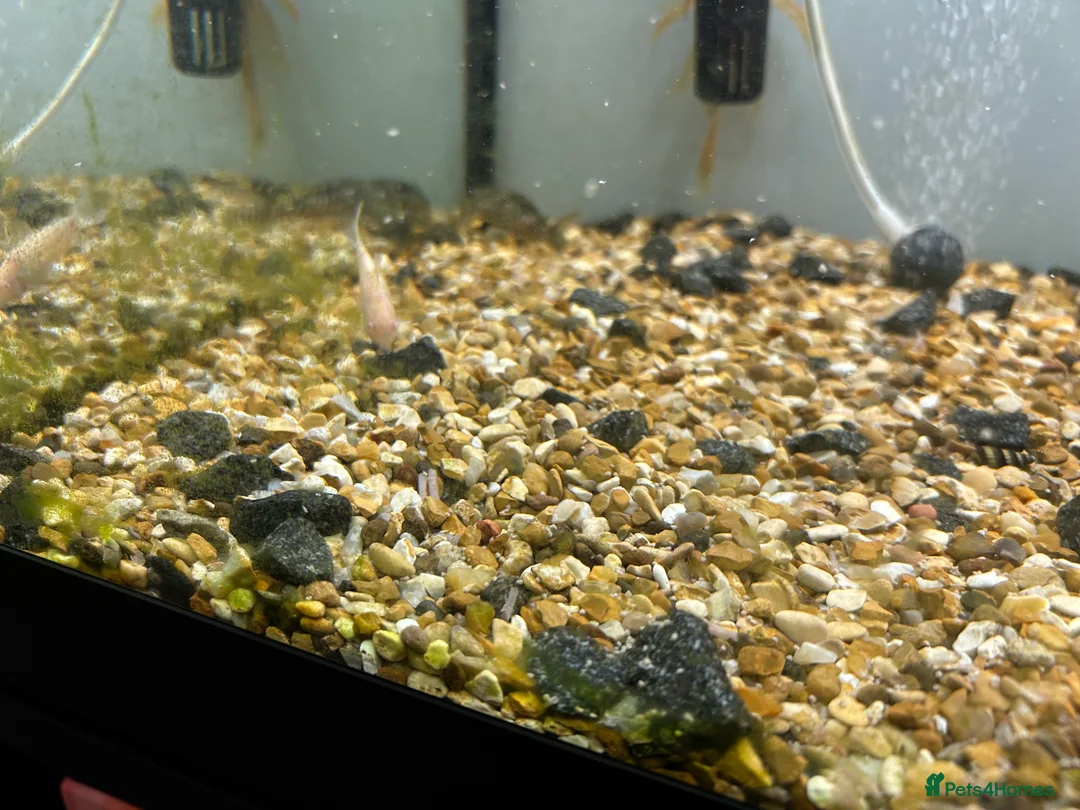 Other/Mixed Breed fish for sale: Fish tank and fish for sale - Advert 4