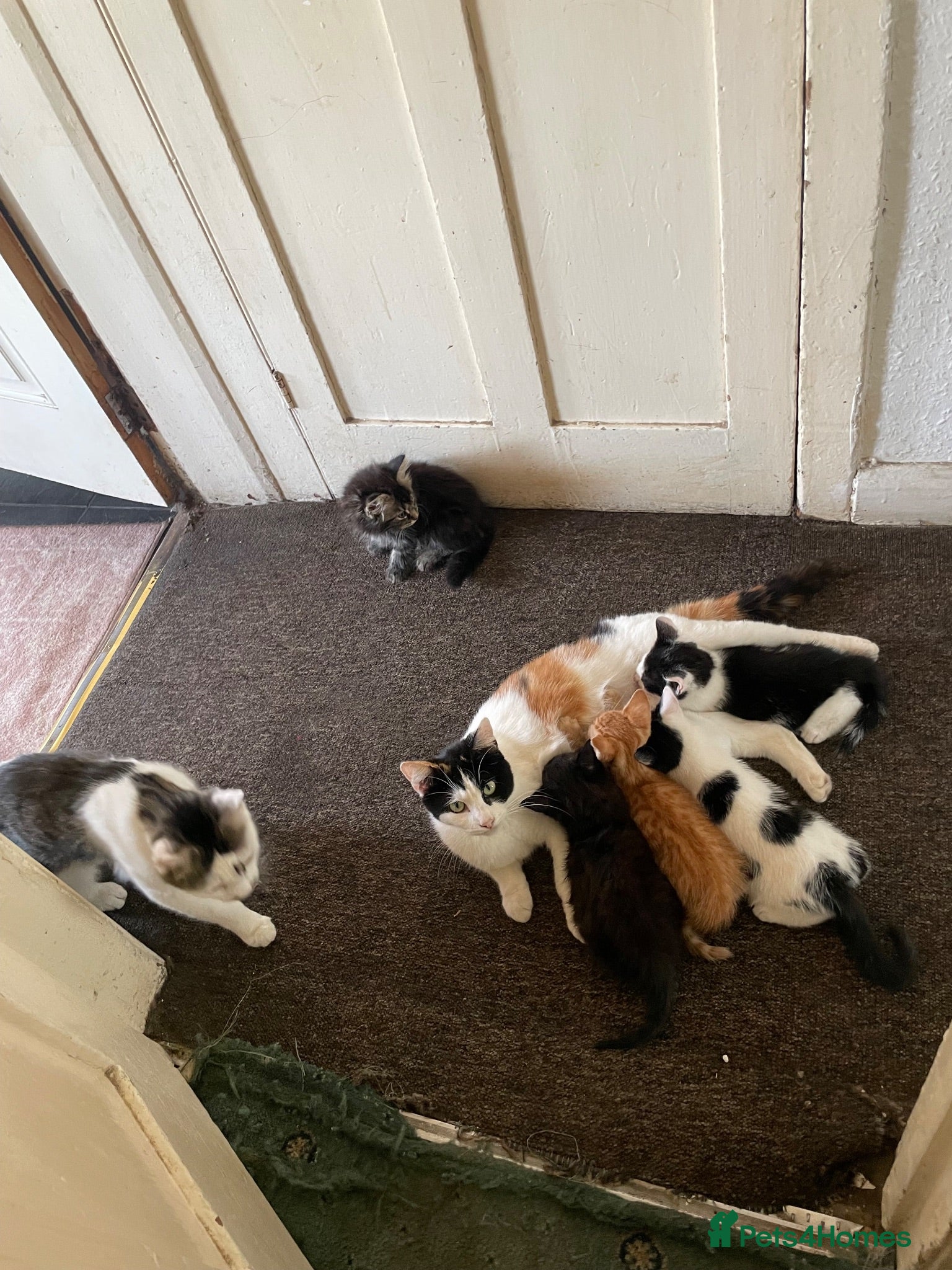 Domestic Shorthair cats Read description. Looking for a forever home  - Advert 8