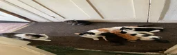 Domestic Shorthair cats for sale: Read description. Looking for a forever home  - Advert 2