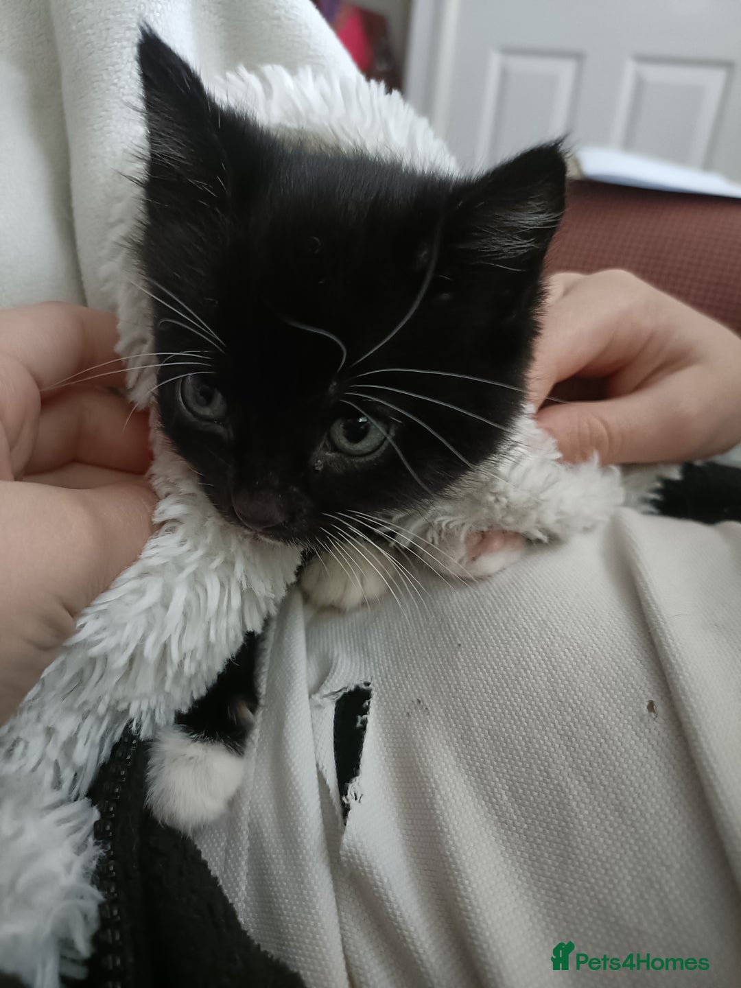 Mixed Breed cats for sale: 4 sweet ghost tabby tuxedo kittens - Image 25