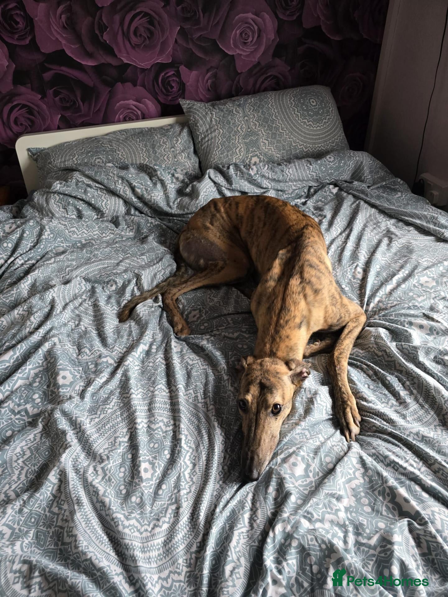 Greyhound dogs  **  Trigger 4 yo male greyhound - Advert 8
