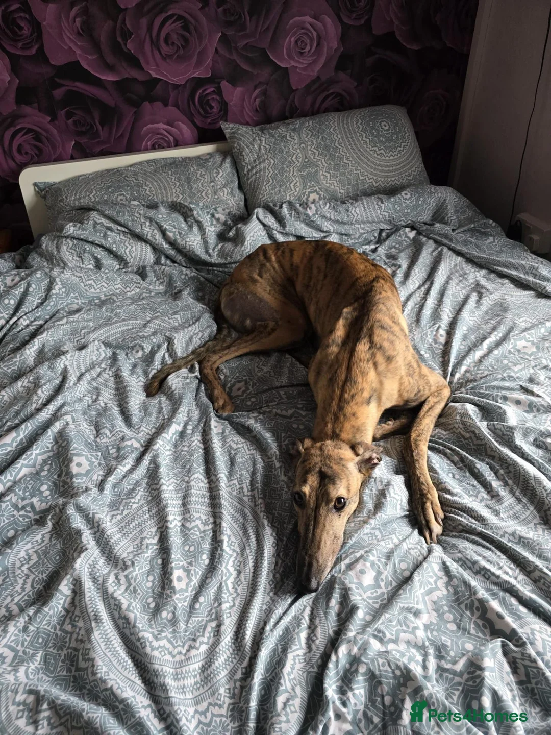 Greyhound dogs for sale:  **  Trigger 4 yo male greyhound in Newmarket - Advert 1