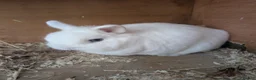 Netherland Dwarf rabbits for sale: Netherland dwarfs  - Advert 3