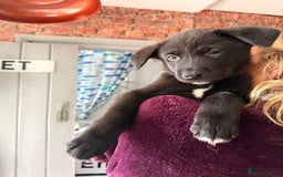 Mixed Breed dogs for sale: Labrakita - Image 21