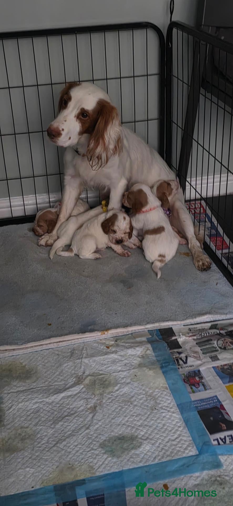 Sprocker dogs 4th gen Sprocker puppies  - Advert 1