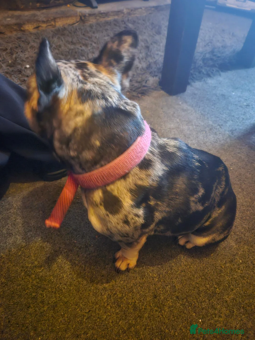 French Bulldog dogs for sale: Beautifull blue blood frenchie in Carnforth - Advert 2