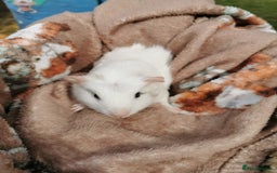 Guinea Pig rodents for sale: Pair of Brother Guinipigs 4 weeks old - Image 5