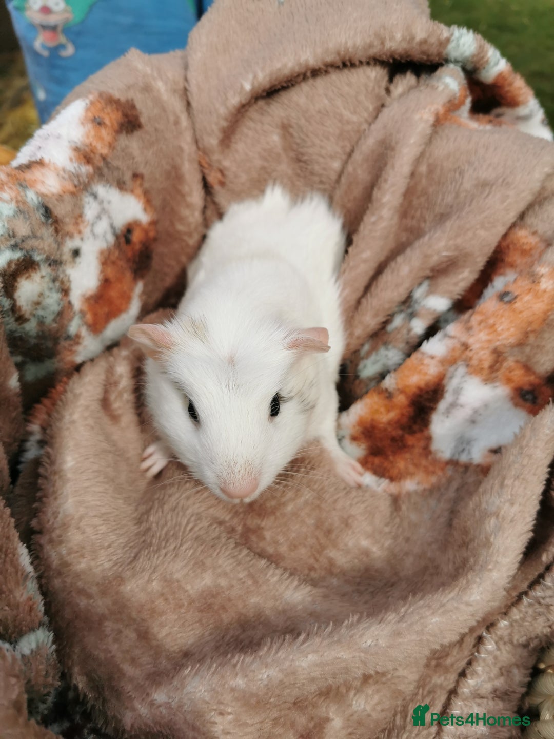 Guinea Pig rodents for sale: Pair of Brother Guinipigs 4 weeks old - Image 5