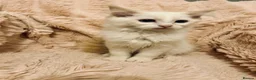 Ragdoll cats for sale: Degruchi Cattery has show quality kittens for sale in Petersfield - Advert 32
