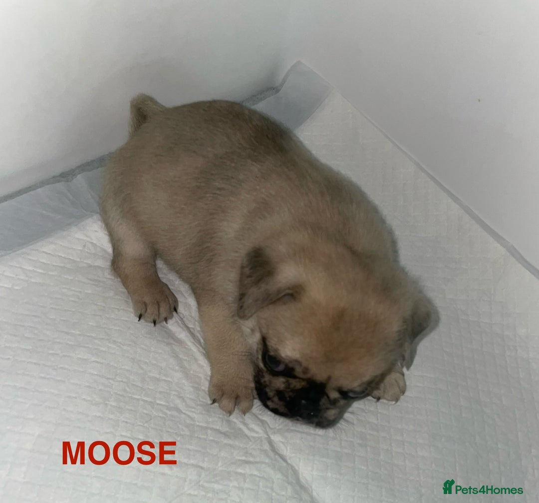 Pug dogs for sale: Pug Puppies  - Image 6