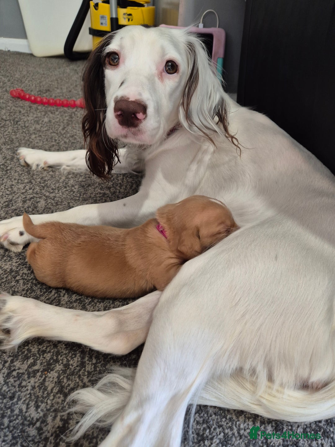 Springador dogs for sale: 3 springador puppies for sale  - Advert 1