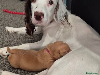 Springador dogs 3 springador puppies for sale - Advert 5