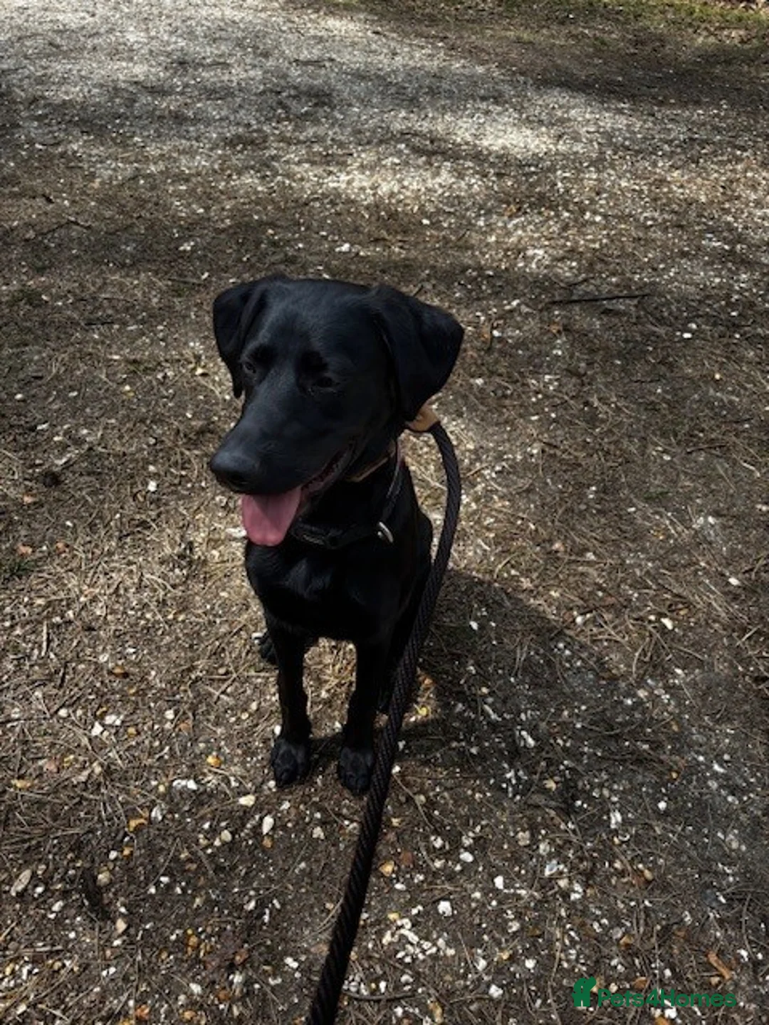 Mixed Breed dogs for sale: 18 month old male Red Setter x German Shepard - Advert 5