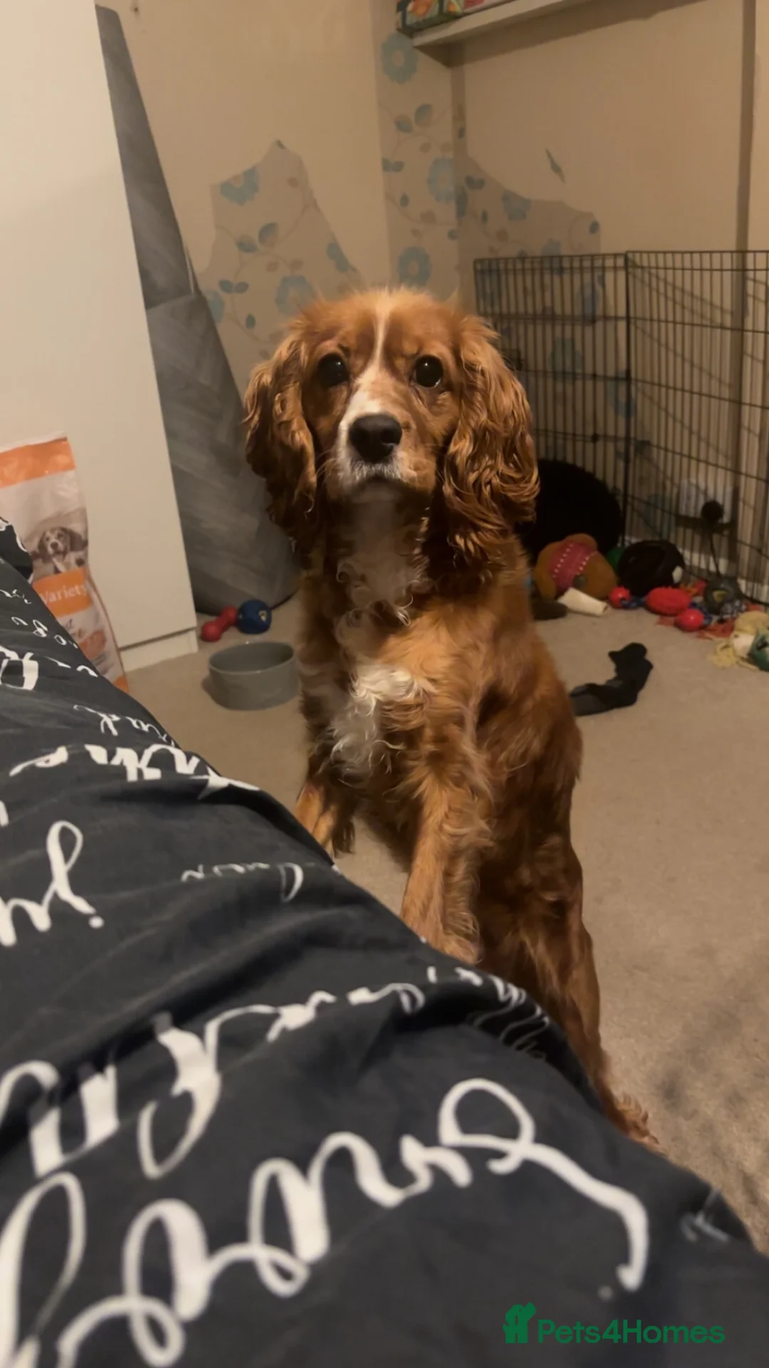 Mixed Breed dogs for stud: Cockalier stud in Alfreton - Advert 4