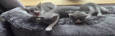 Mixed Breed 4