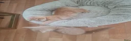 Mixed Breed cats for sale: Beautiful kittens - Advert 4