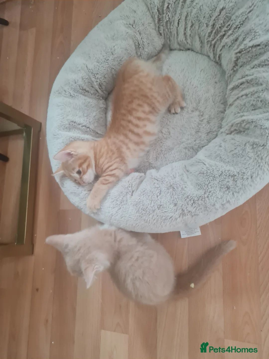 Mixed Breed cats for sale: Beautiful kittens - Advert 4