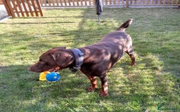 Dobermann dogs for sale: LOUIS 3 YEAR OLD DOBERMANN £900 ONO - Advert 6
