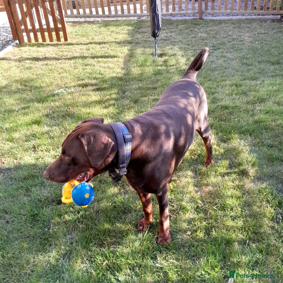 Dobermann dogs for sale: LOUIS 3 YEAR OLD DOBERMANN £900 ONO - Advert 6