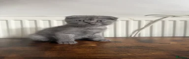 Scottish Fold 2