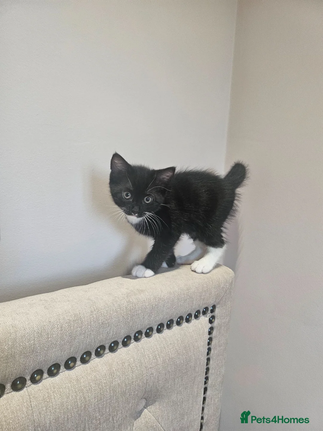 Domestic Shorthair cats for sale: Cute playful kittens . Hayling Island  - Advert 2