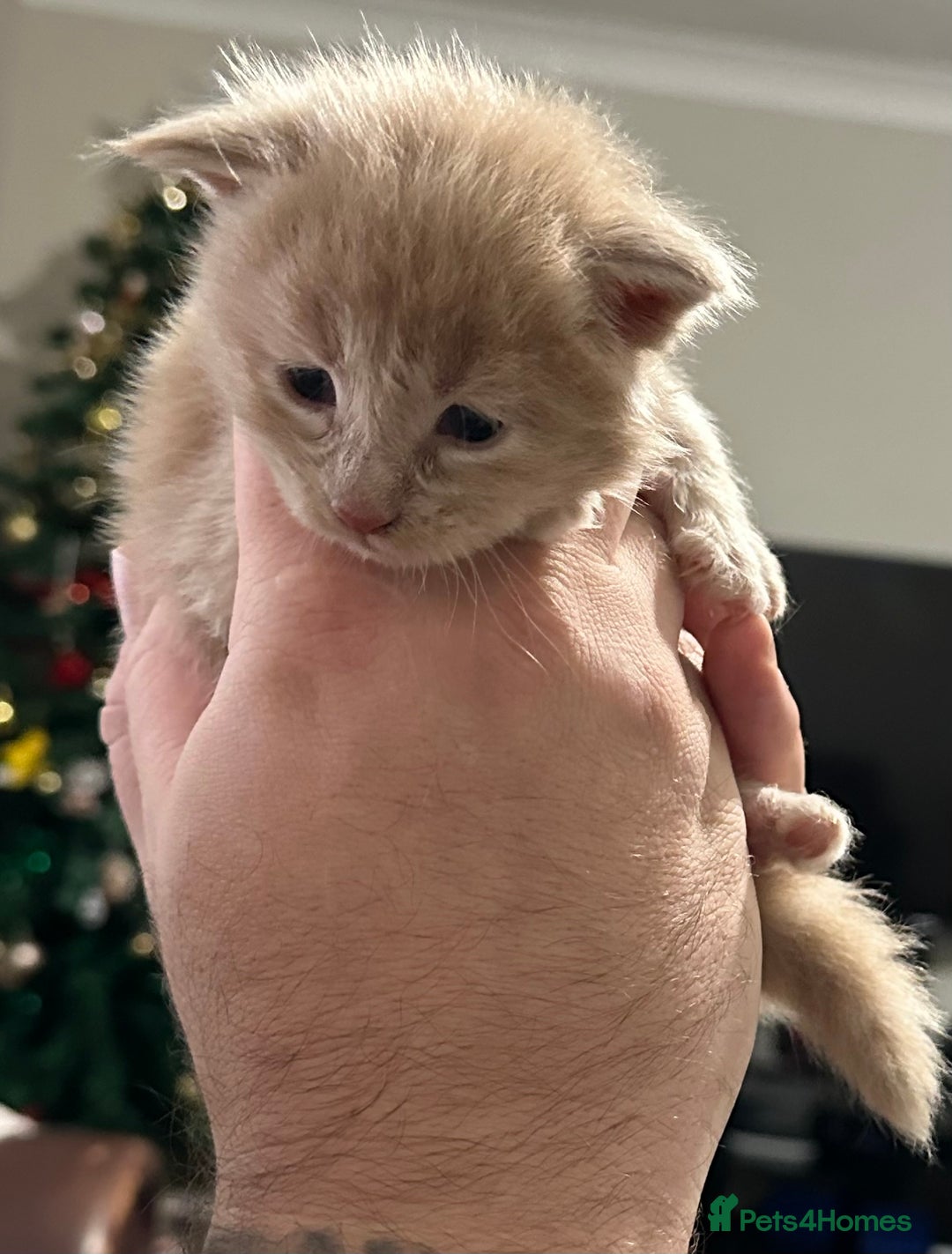 Maine Coon cats for sale: Maine coon kittens - Advert 5