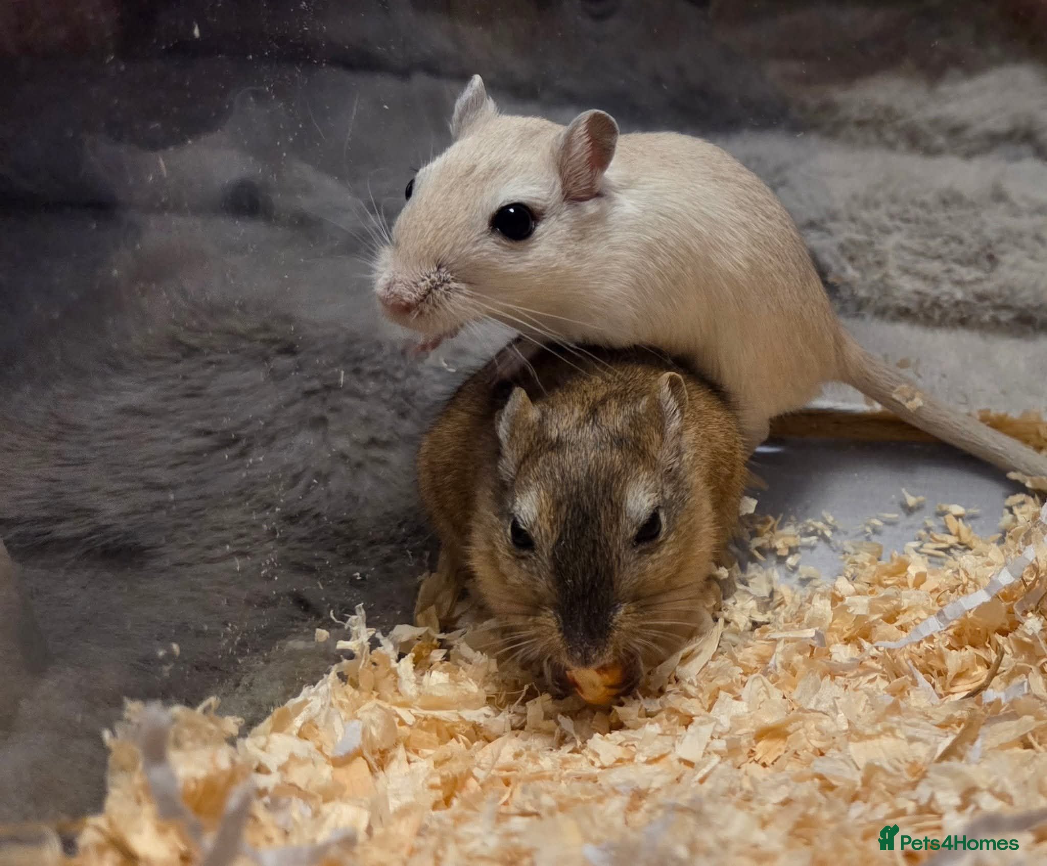 Gerbil rodents X2 gerbils - Advert 1