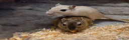 Gerbil rodents for sale: X2 gerbils - Advert 1