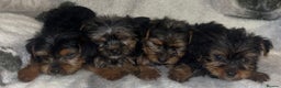 Yorkshire Terrier dogs for sale: Yorkshire Terrier Puppies  - Advert 2