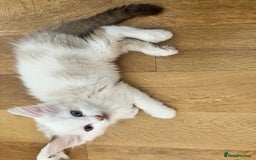 Ragdoll cats for sale: Ragdoll Kittens - Image 16