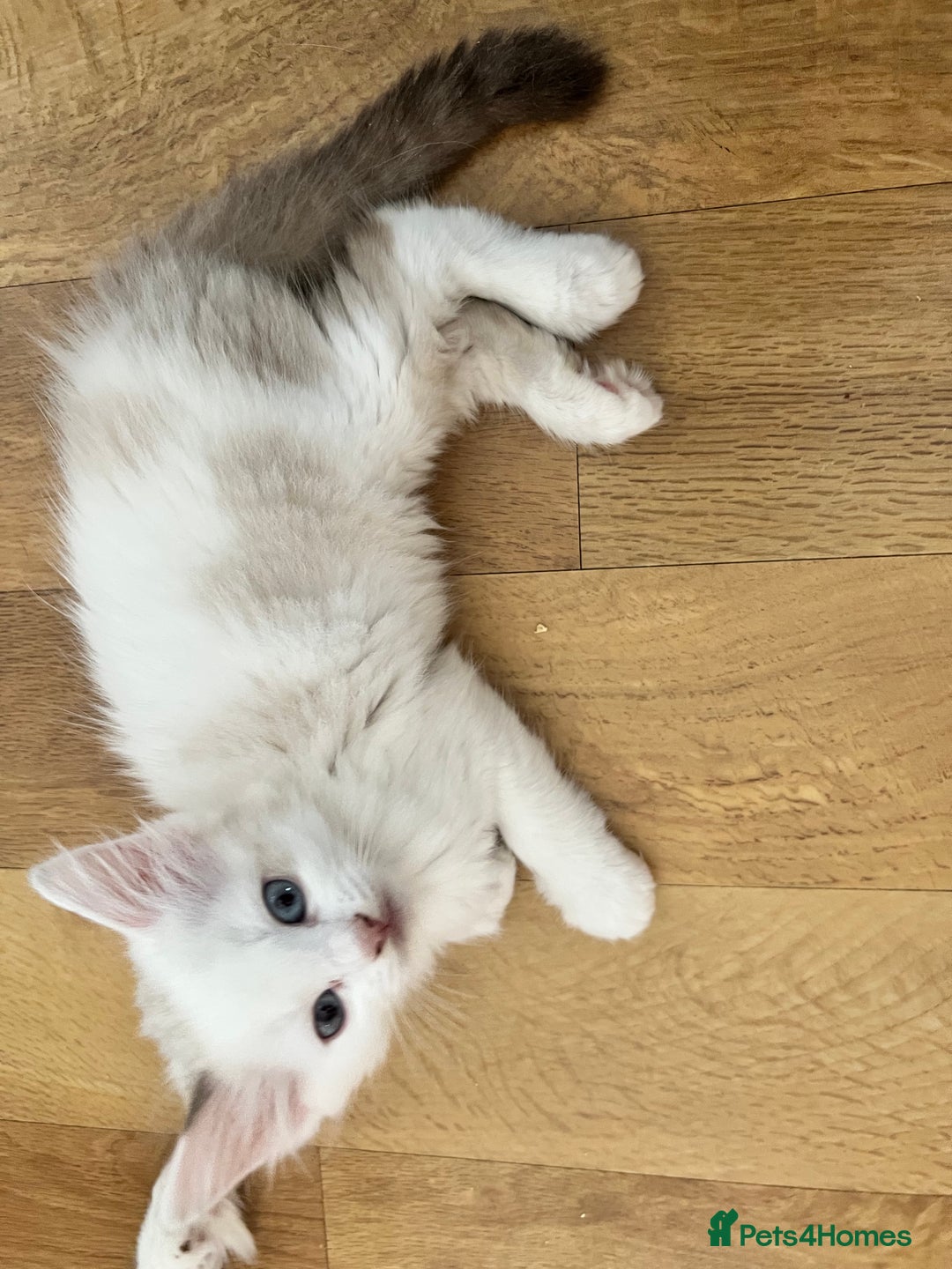 Ragdoll cats for sale: Ragdoll Kittens - Image 16