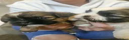 Shih Tzu dogs for sale: Shih Tzu puppys - Advert 5