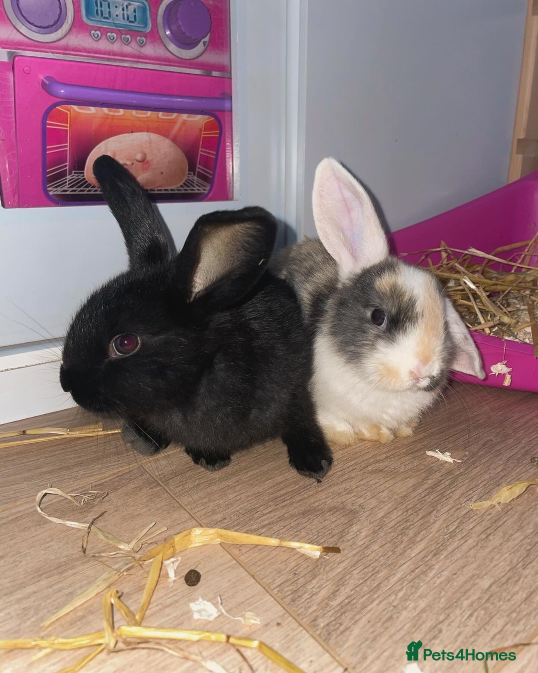 Dutch rabbits for sale: FREE 2 Female Dutch rabbits 15 weeks old - Image 8