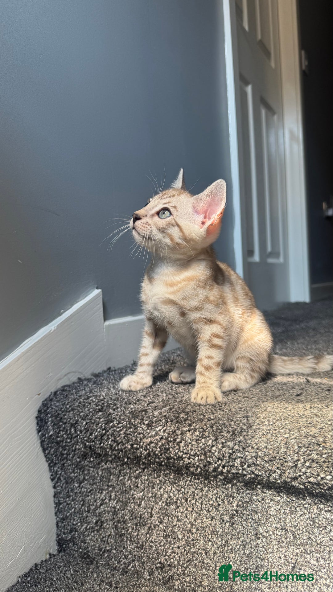 Bengal cats for sale: 🔥🏆OUTSTANDING SHOW BENGALS… READY 26th AUGUST💯 - Image 7