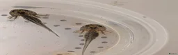 Axolotl reptiles for sale: Beautiful clutch of baby Axolotls  - Advert 21