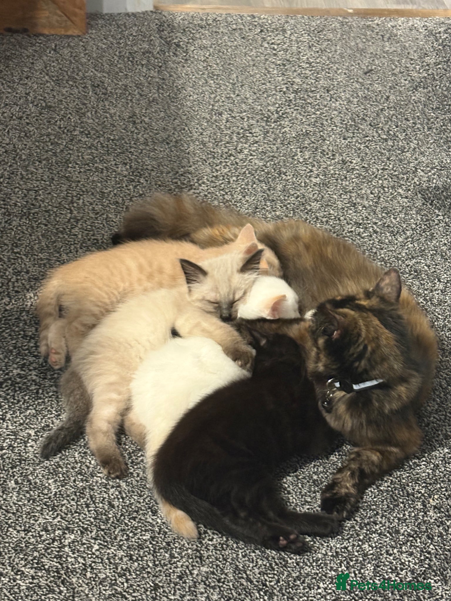 Mixed Breed cats Kittens for sale  - Advert 3