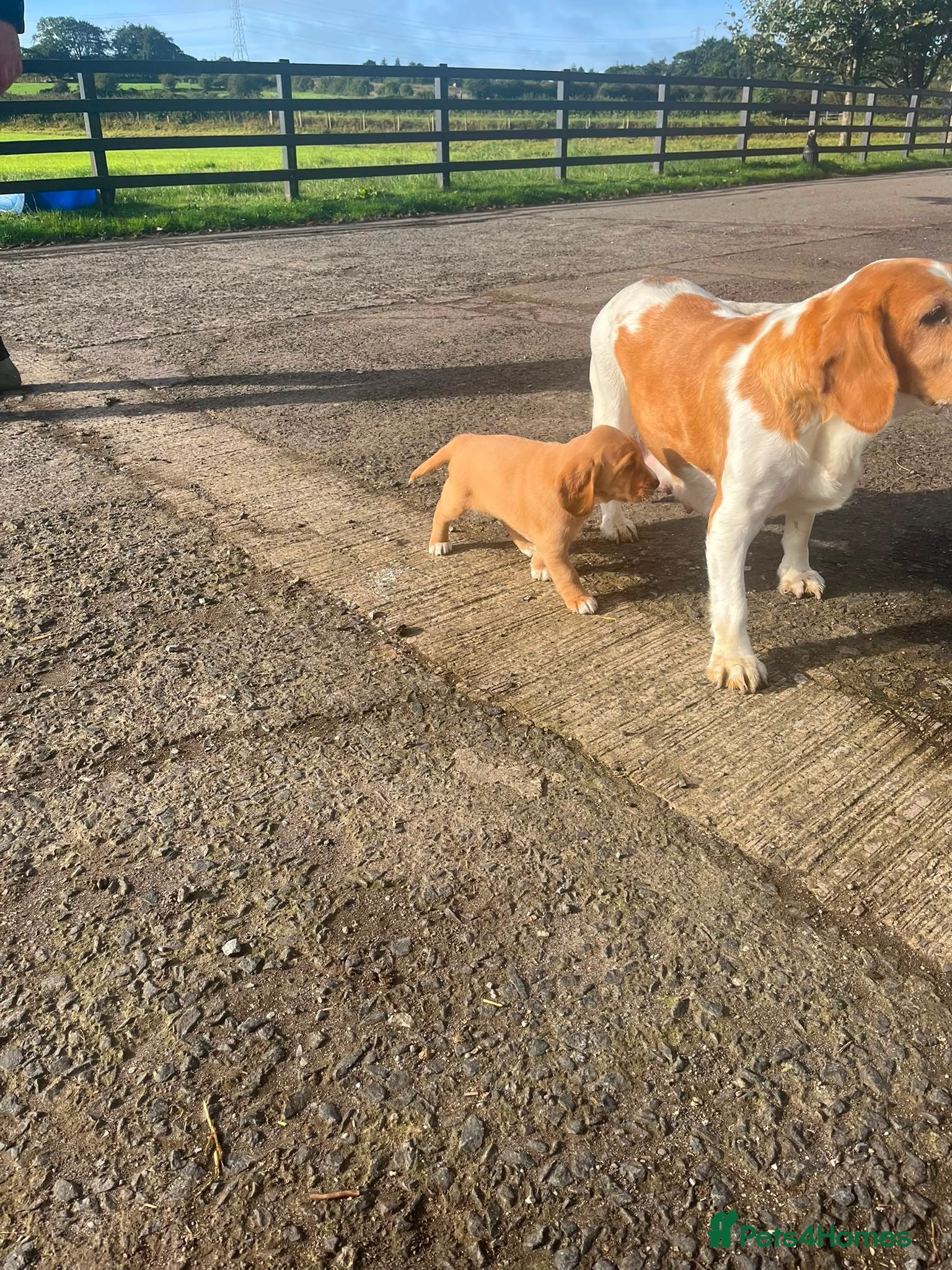Bocker dogs Bocker Pups  - Advert 2
