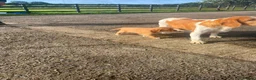 Bocker dogs for sale: Bocker Pups  in Ballyclare - Advert 2