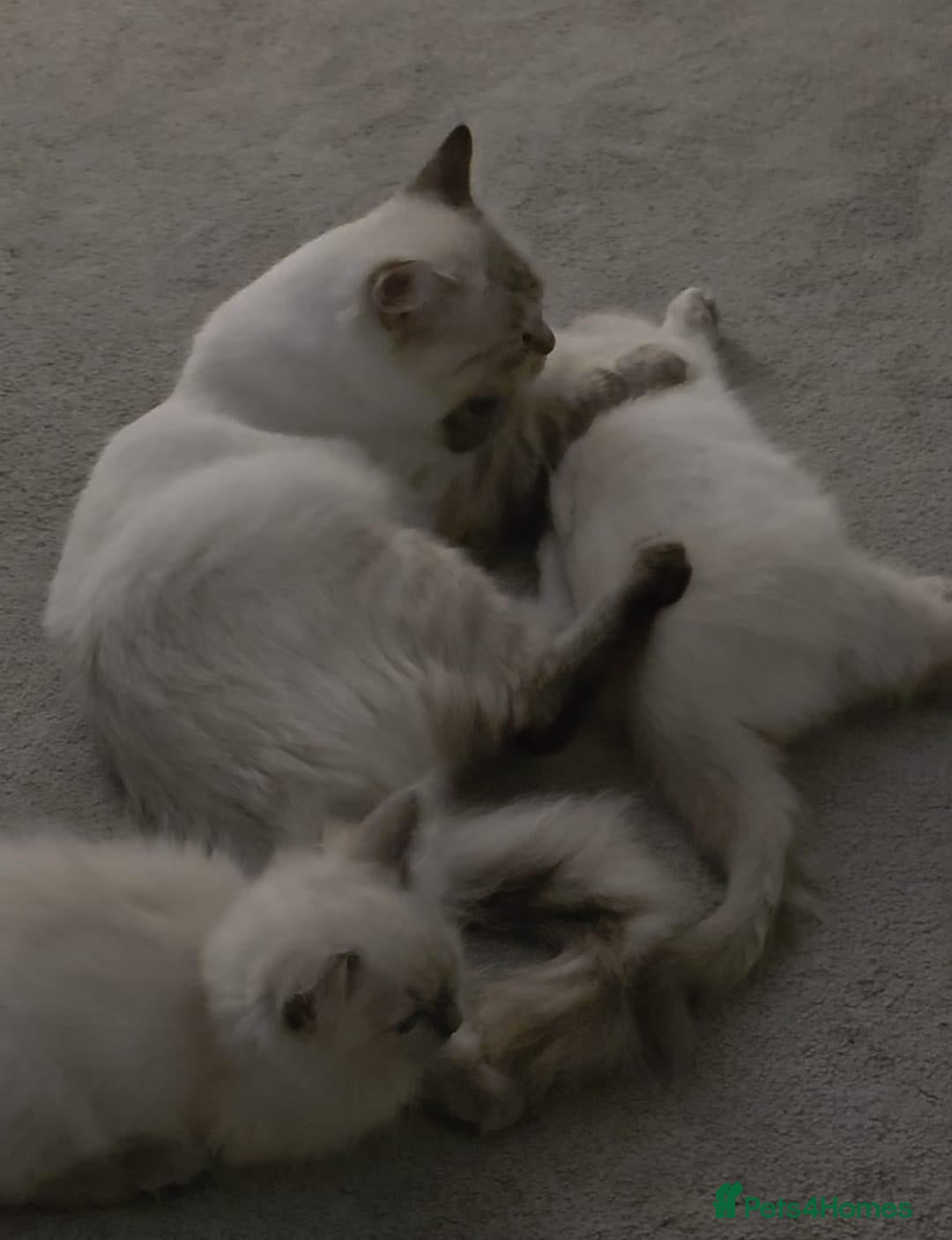 Ragdoll cats 2 female baby ragdolls  - Advert 1