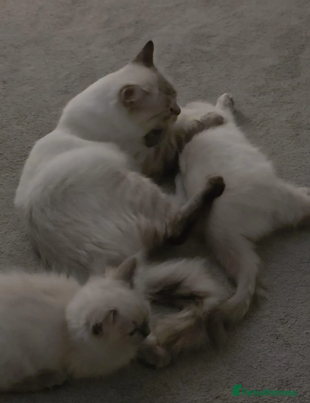 Ragdoll cats for sale: 2 female baby ragdolls  - Advert 1