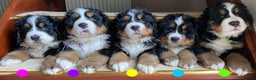 Bernese Mountain Dog dogs for stud: Gorgeous Bernese stud Maui - Advert 21