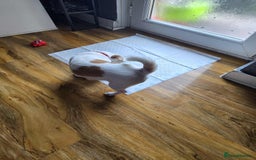 Chihuahua dogs for sale: Selling chihuahua  - Image 6